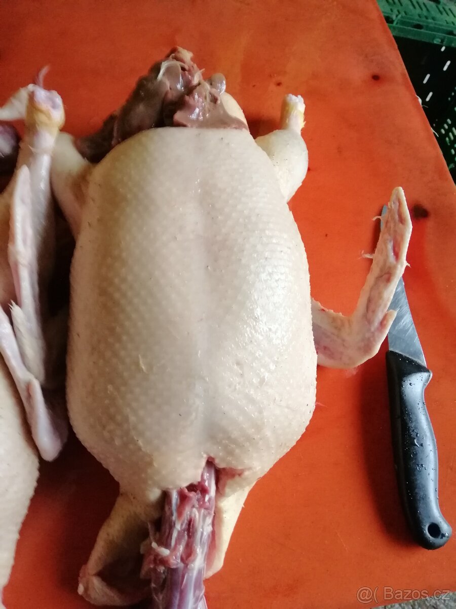 Domácí kuřata a kachny - 10