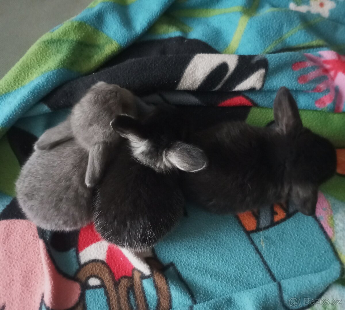 Zakrslý beránek králíček - 10