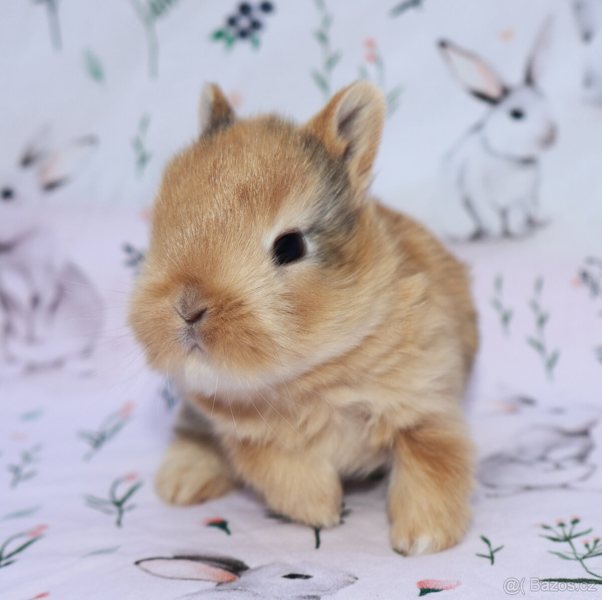 Zakrslý krátkouchý králíček malinká LOT samička - 10