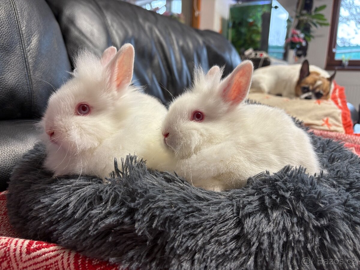 ZAKRSLÝ králíček - 🐰 Klucí ♥️ - 10
