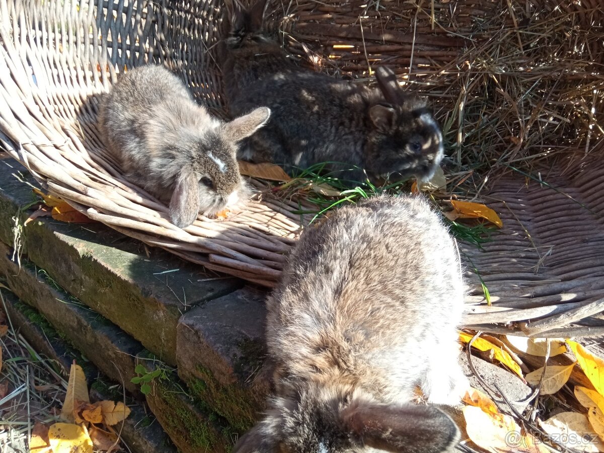 Zakrslý králík - 10