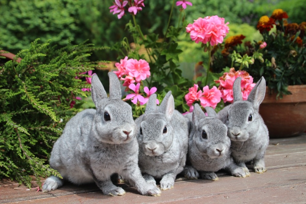 Zakrslý činčilový rex s PP - 10