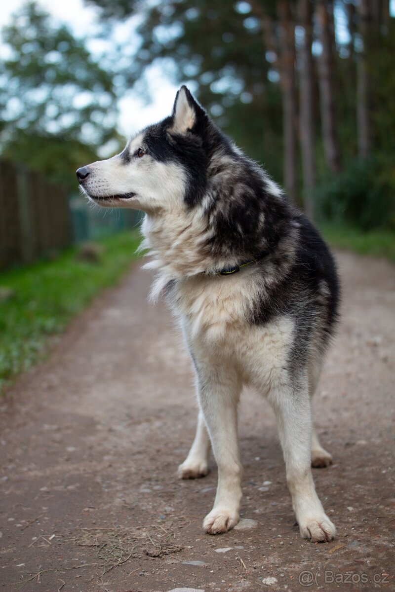 GYMY K ADOPCI - přátelský parťák - 10