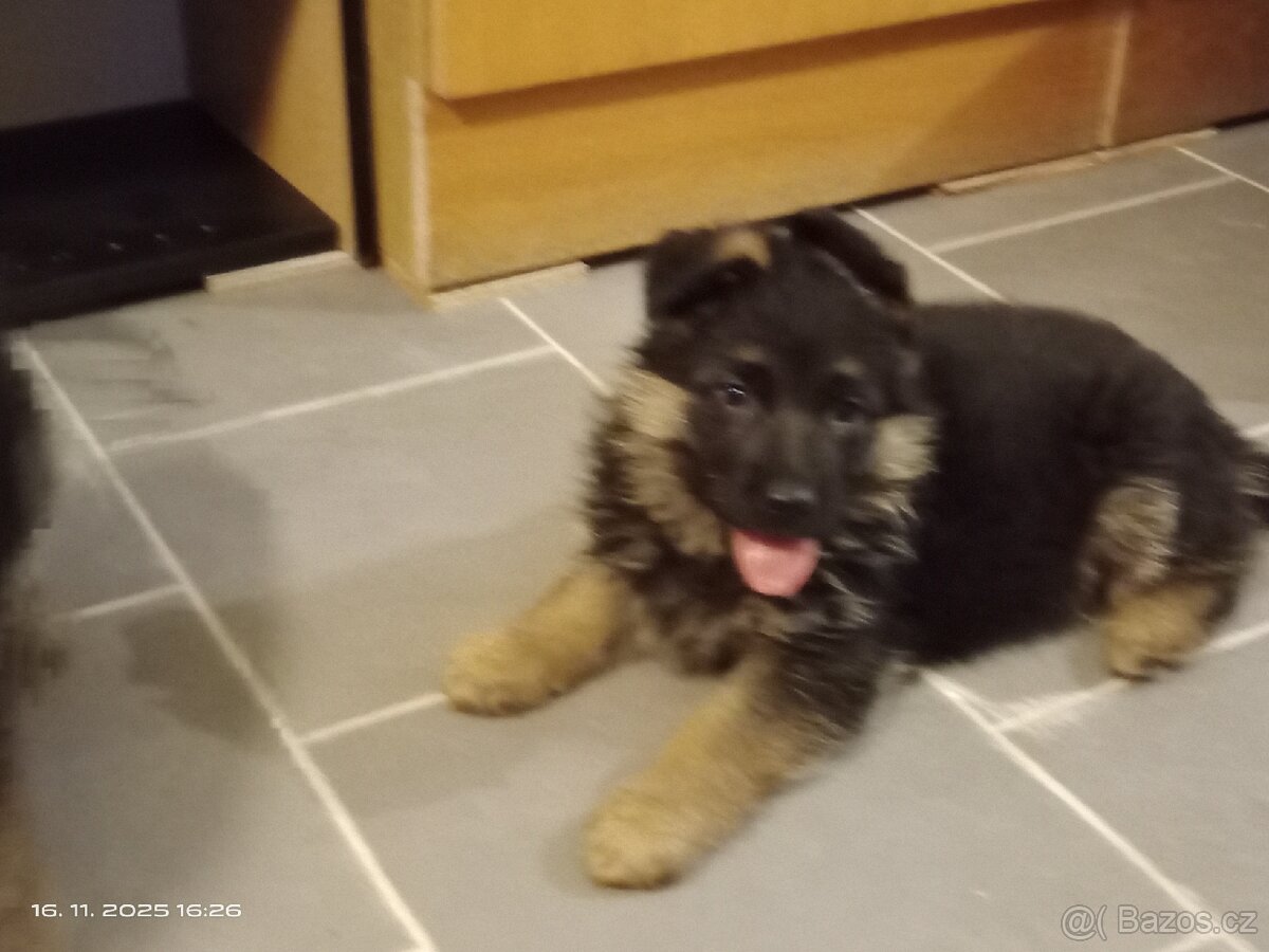 Německý ovčák štěňata - 10