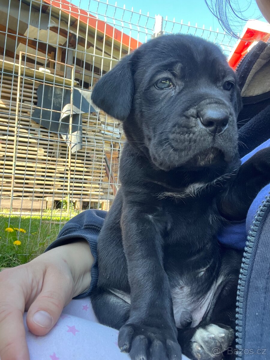 Cane corso - 10