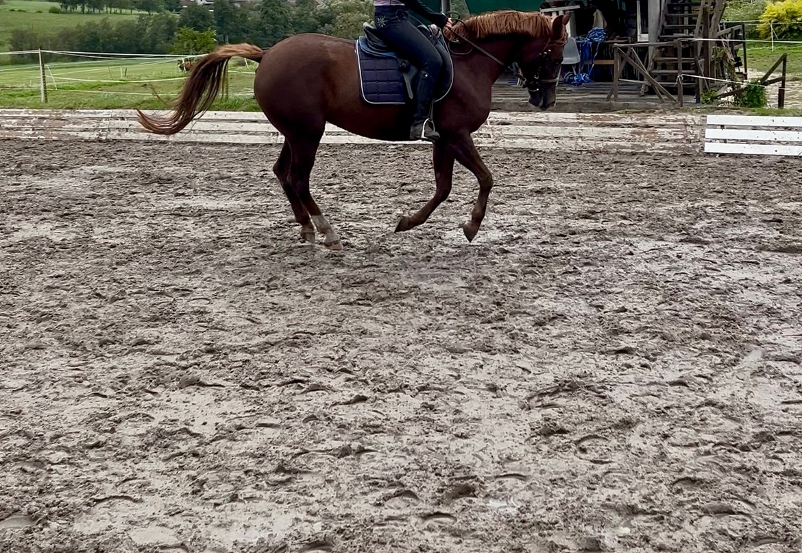 Tříletá klisna plemene slovenský sportovní pony - 10