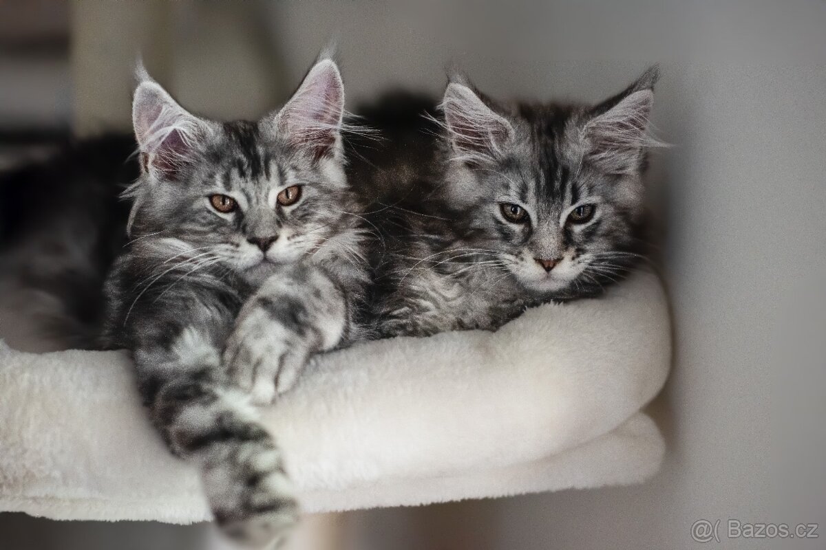 ⚜️Mainská Mývalí Maine Coon s PP⚜️ - 10