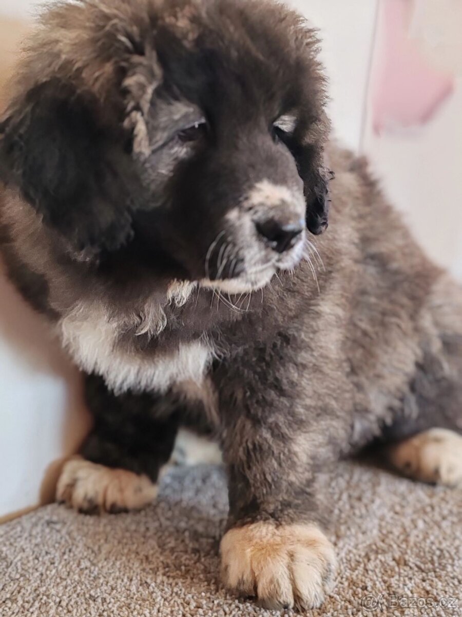 Kavkazský pastevecký pes s PP - 10