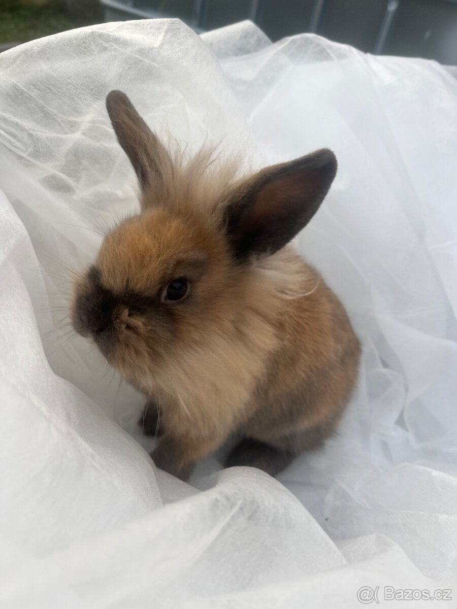 🐰 Rozkošní zakrslí beránci – holky & kluci, 9 týdnů 🐰 - 10