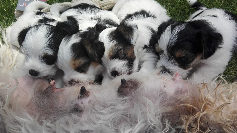 Yorkšírský teriér, Biewer jorkšírský teriér krytí,připuštění - 10