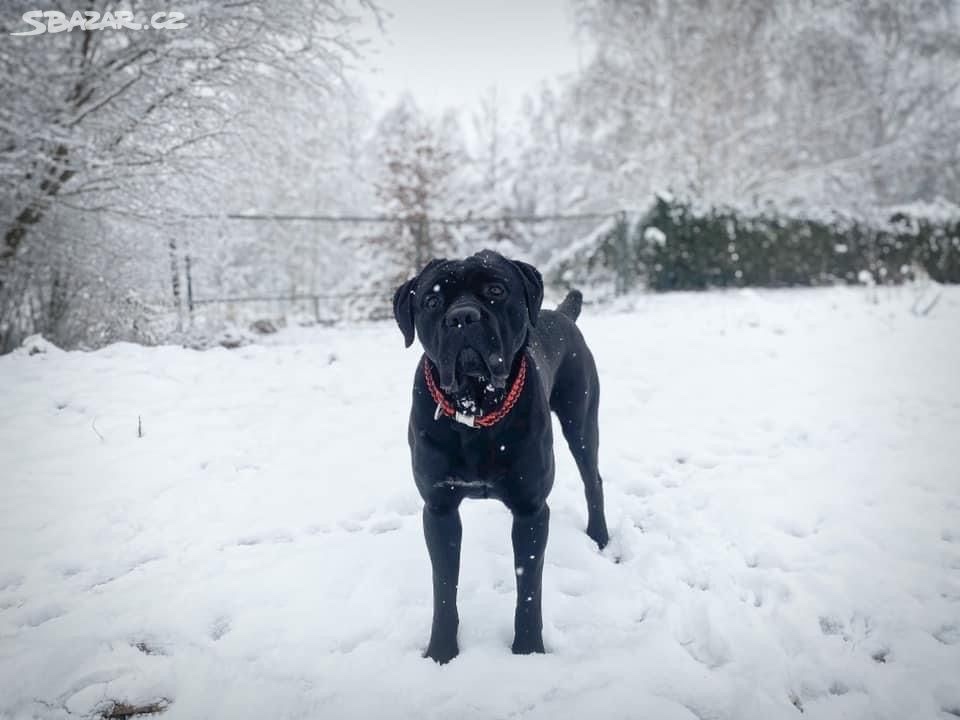 Cane Corso krytí - chovný černý pes - 10