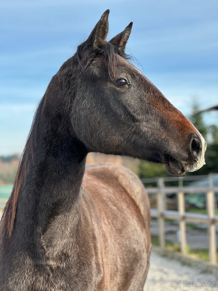 Mladá kobylka po Cornet de Lux - 10