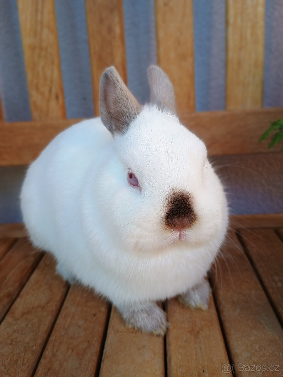 Zakrslý Siam/ruský samička mazlíček - 10