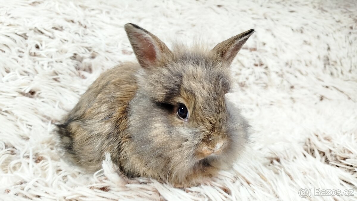 Zakrslý králík, králíček - HARRY - 10