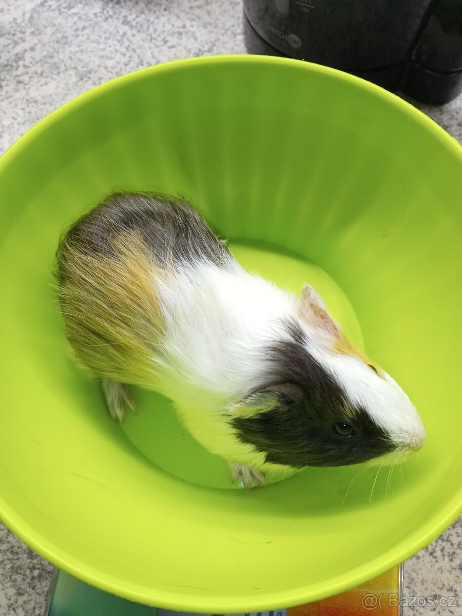 Morčata - samičky - 10