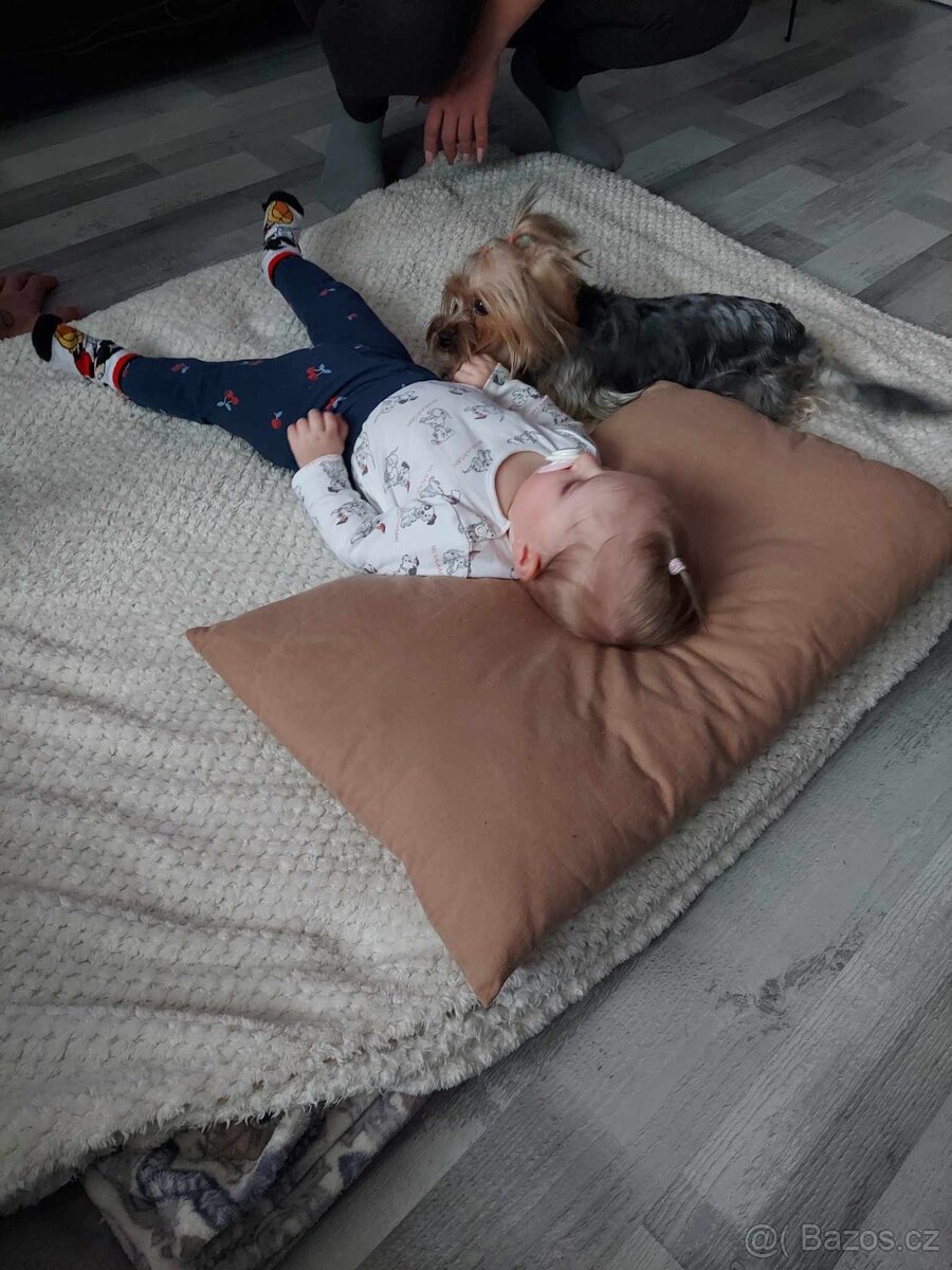 Jorkšírský teriér - 10