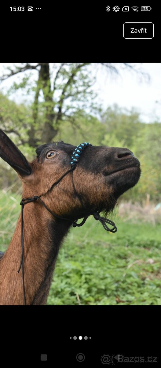 Ohlávka pro kozu/ovci - 10