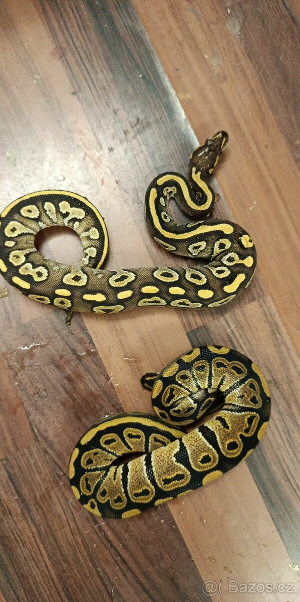 Krajta královská - 10