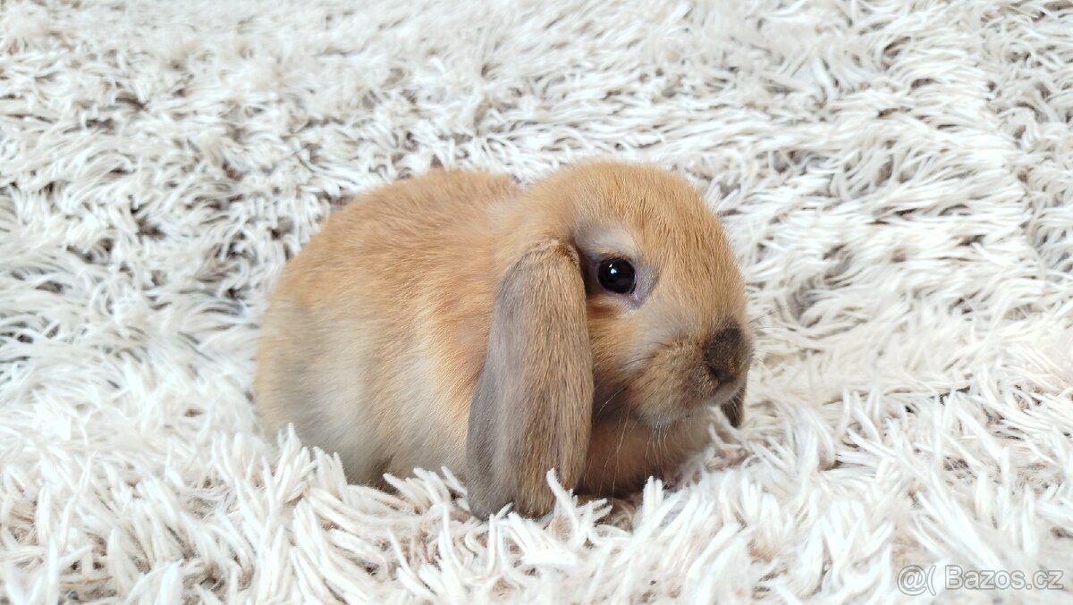 Zakrslý beránek, králíček, králík - JIJI - 10