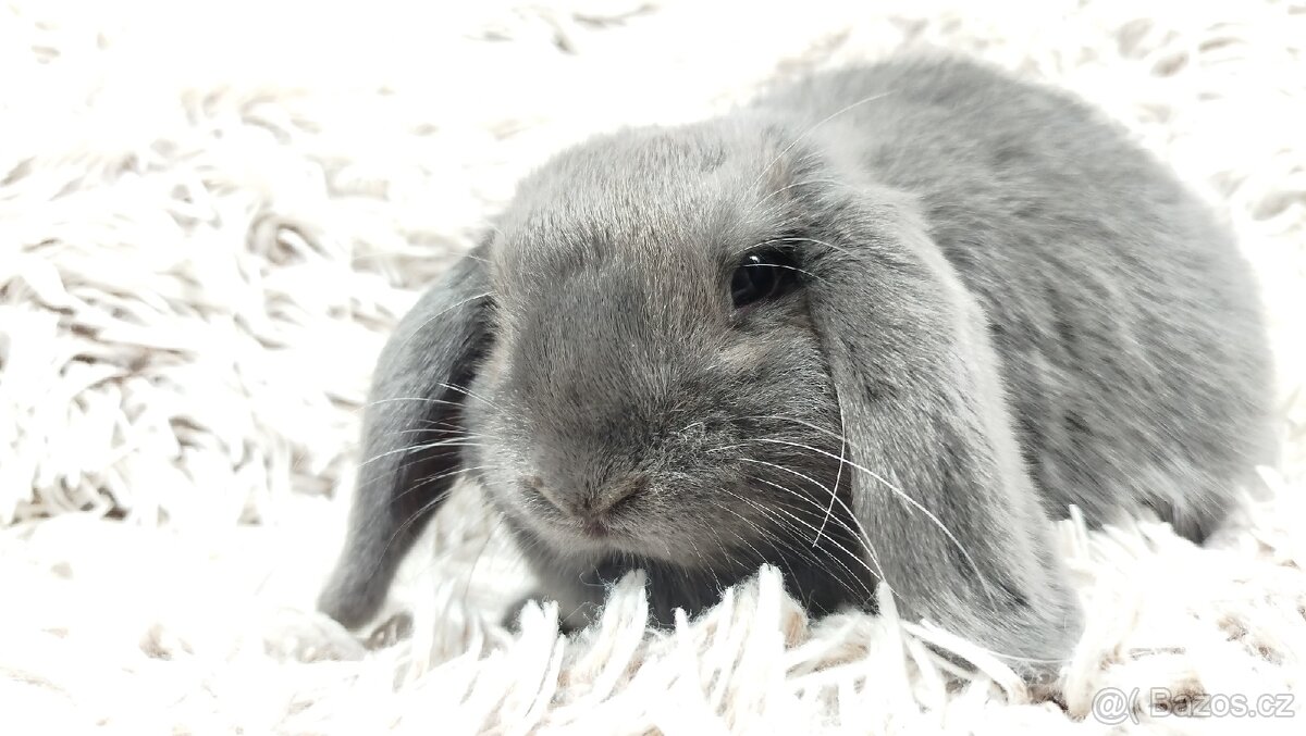 Zakrslý beránek, králíček, králík - BONNY - 10