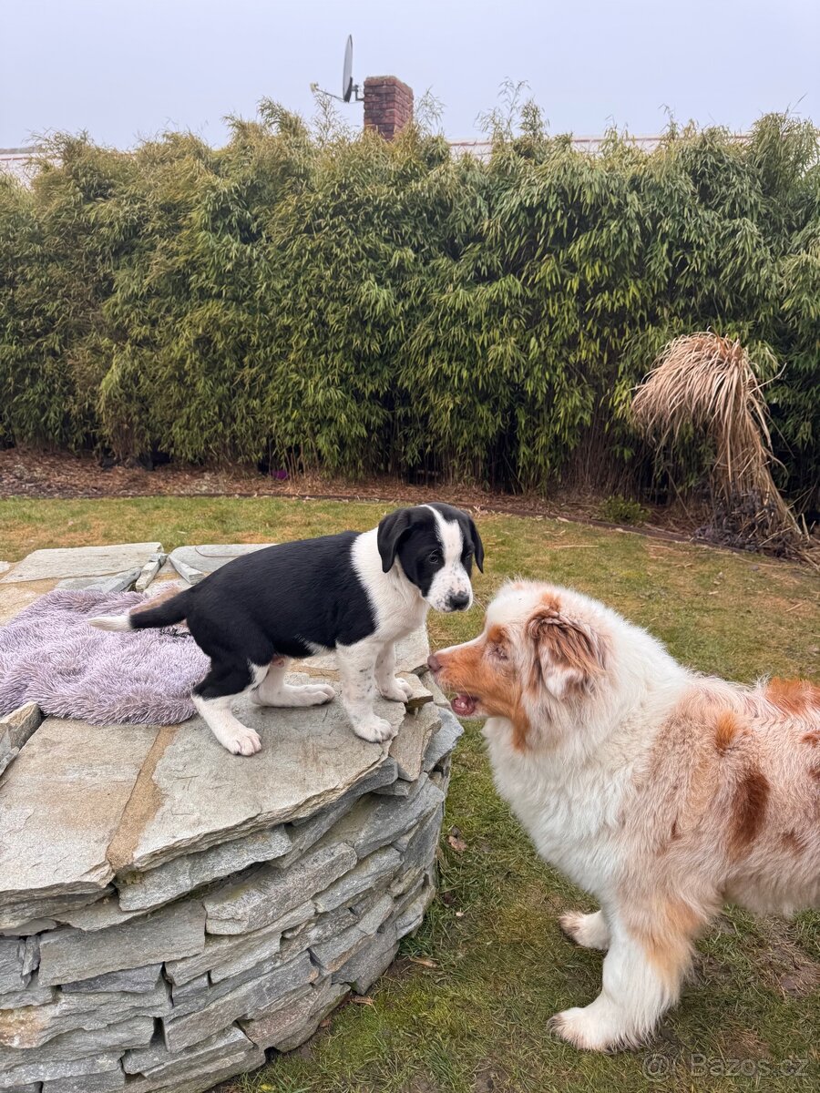 Štěňátko mix Aussie a Ohař s PP - 10