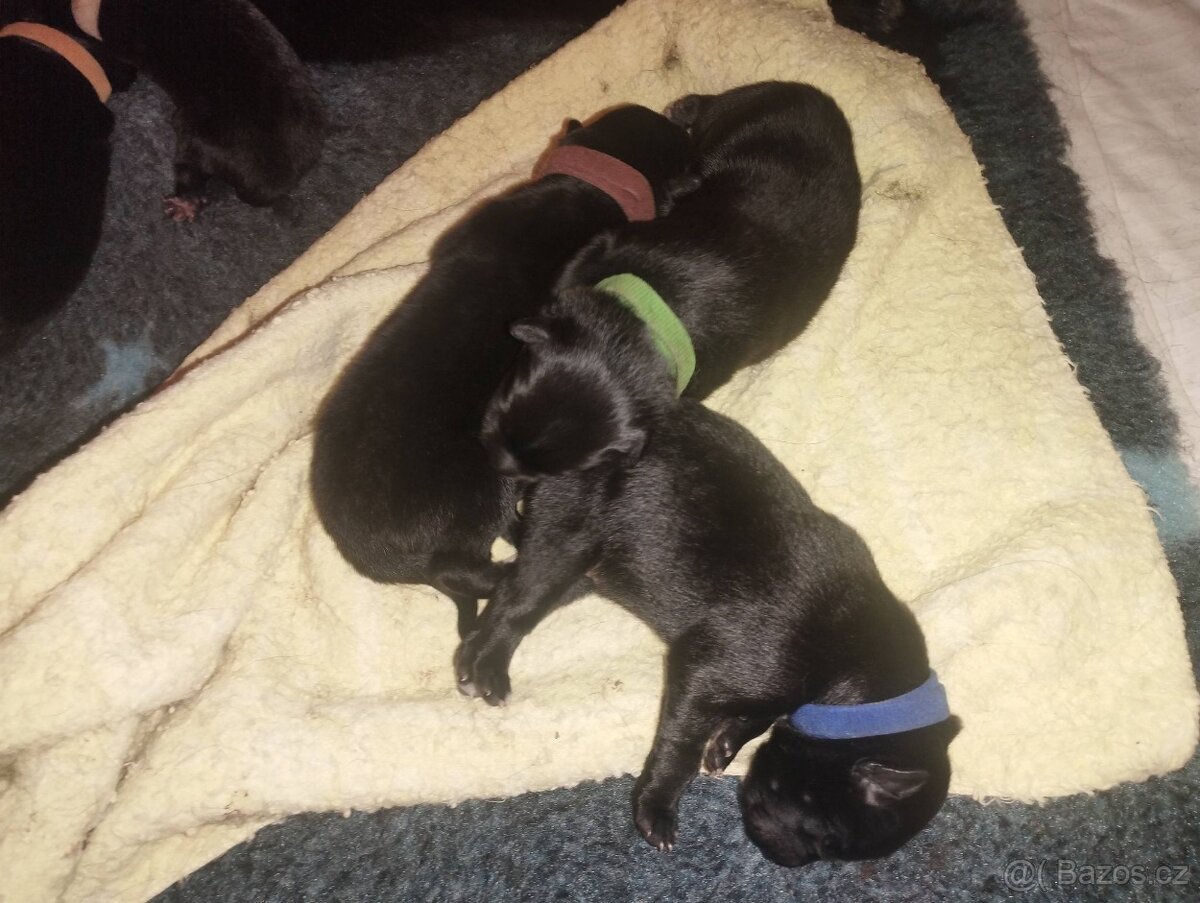 Belgický ovčák GROENENDAEL s PP - 10