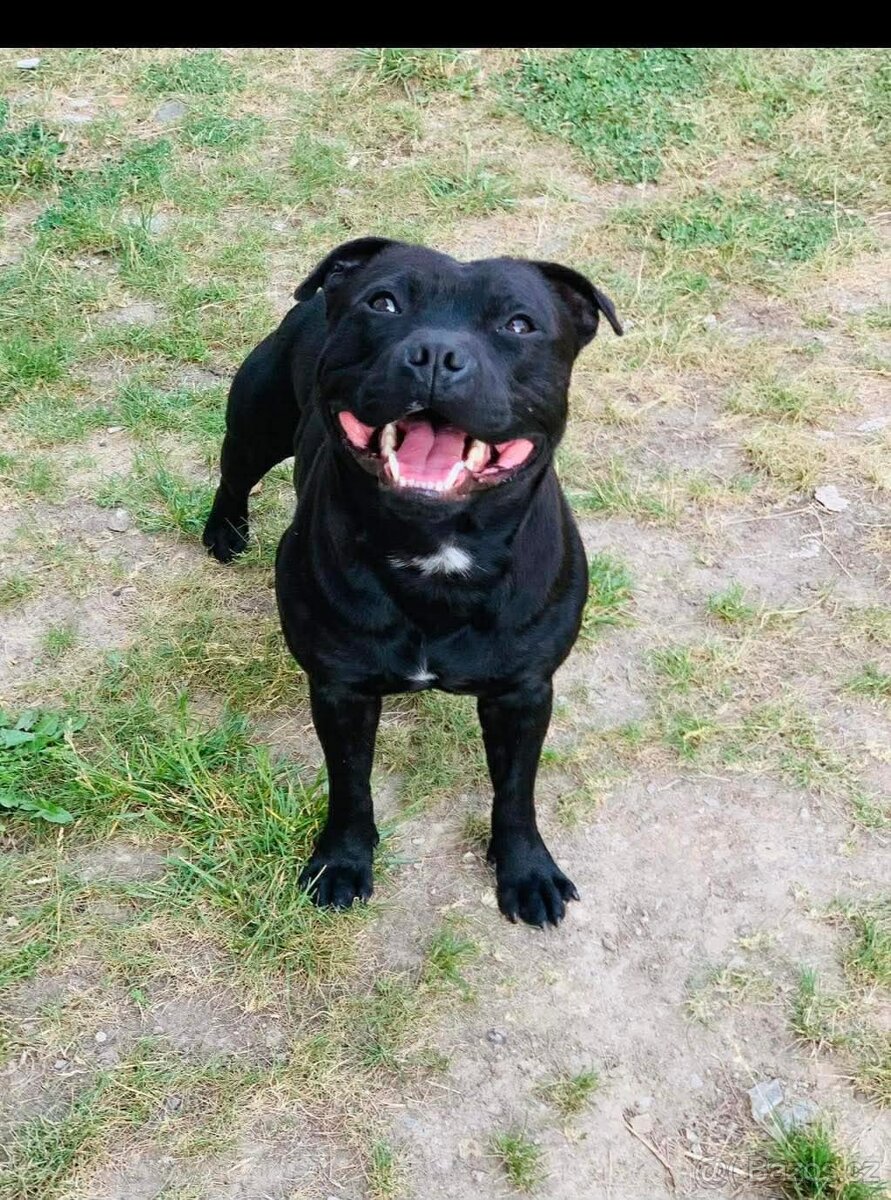 stafordšírský bulteriér - 10