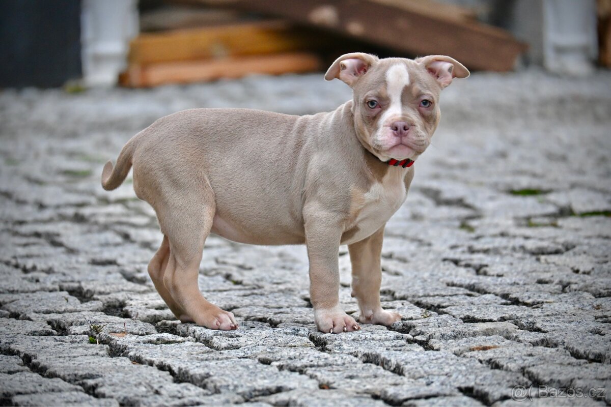 American Bully Standard – fenky k odběru ihned - 10