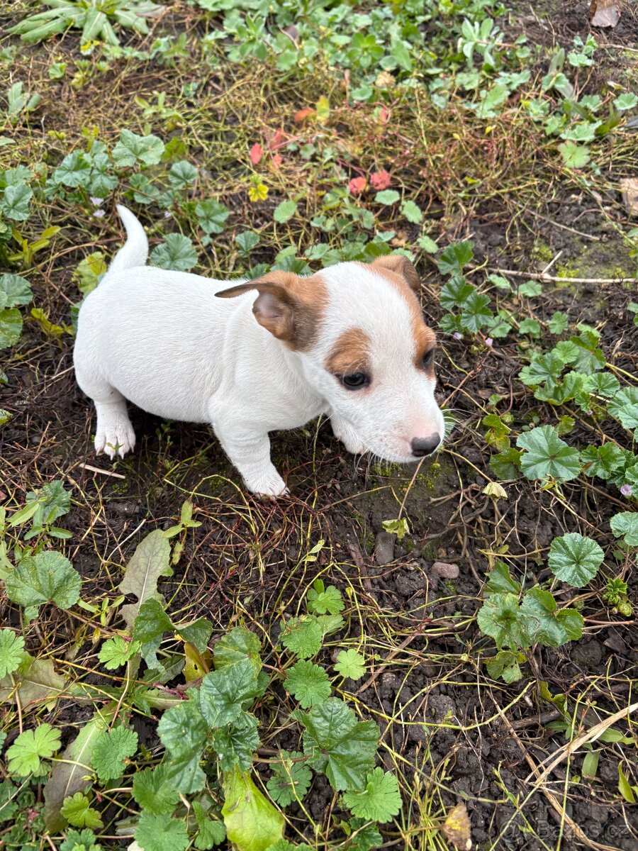 Jack Russell - 10