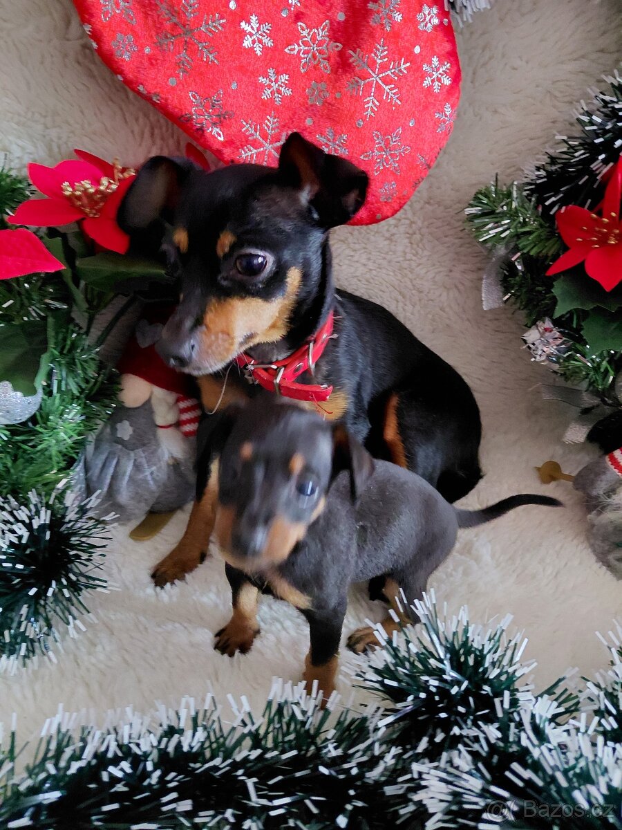 Prazsky krysarik - 10