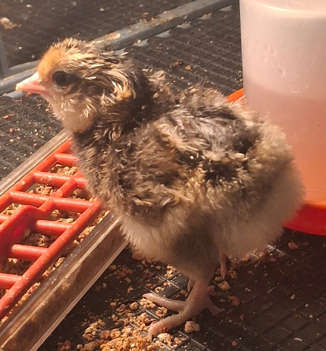 Kuřice/kuřata - 10