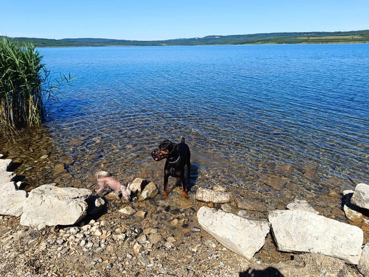 adopce Dobby - 8.12. 2021 narozený - 10