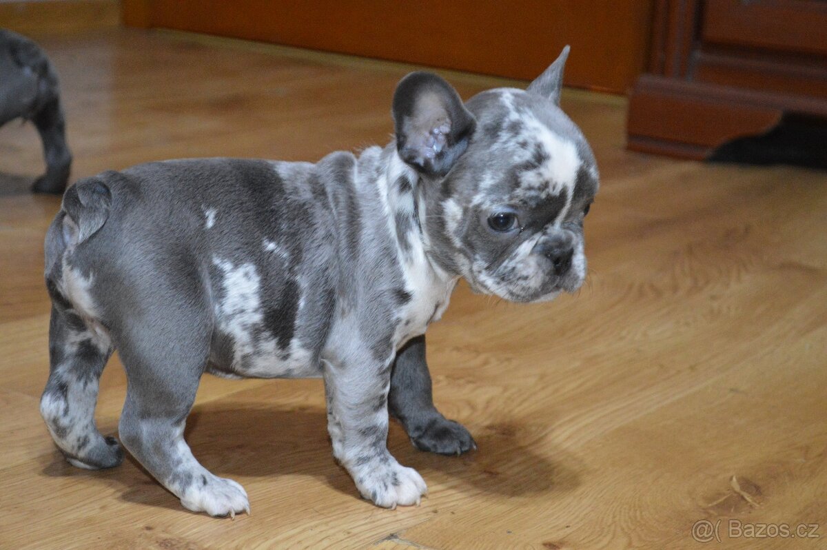 francouzsky buldocek - 10