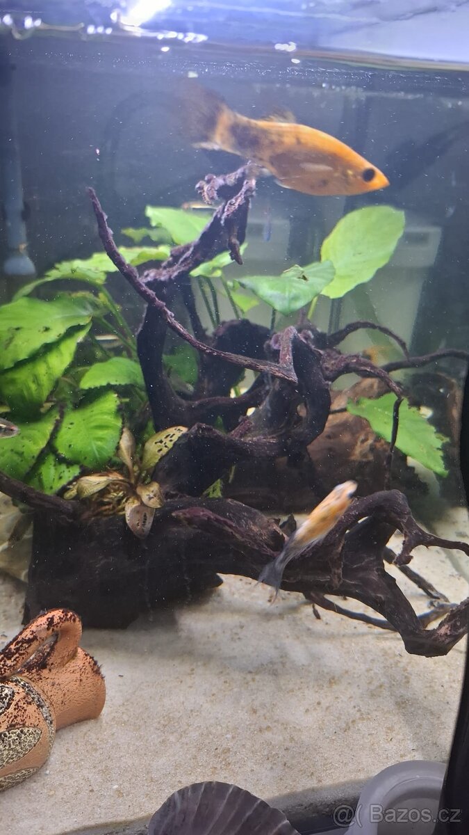 Komplet zaběhle akvarium. - 10