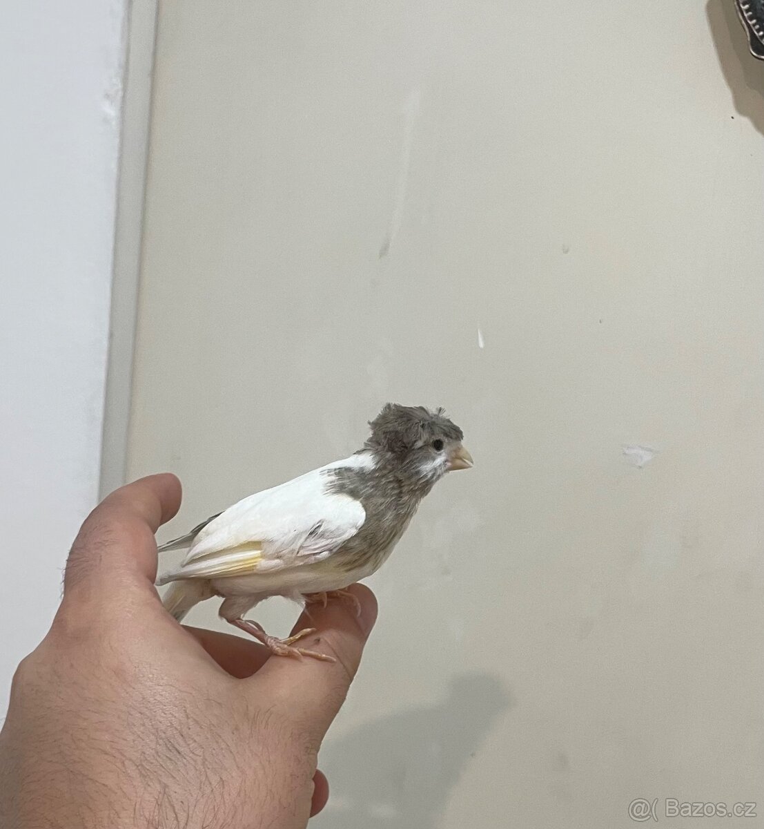 Nabízím kanáři 5/12/2025 - 10