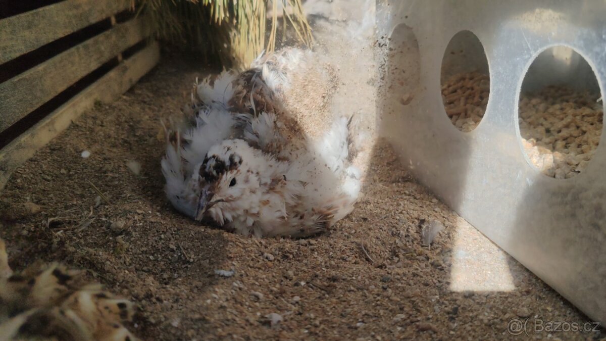 Násadová křepelčí vejce, vajíčka - 10