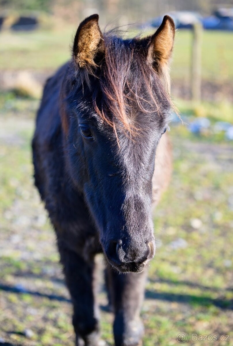 Černý LUSITANO - připouštění - 10