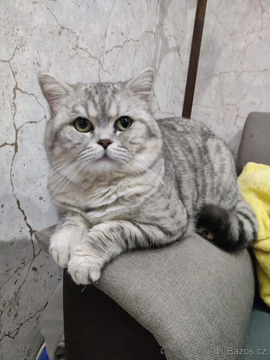 koťátko bez PP (kočička světlá) - 10