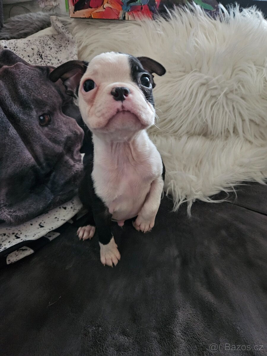 Bostonský teriér - 10