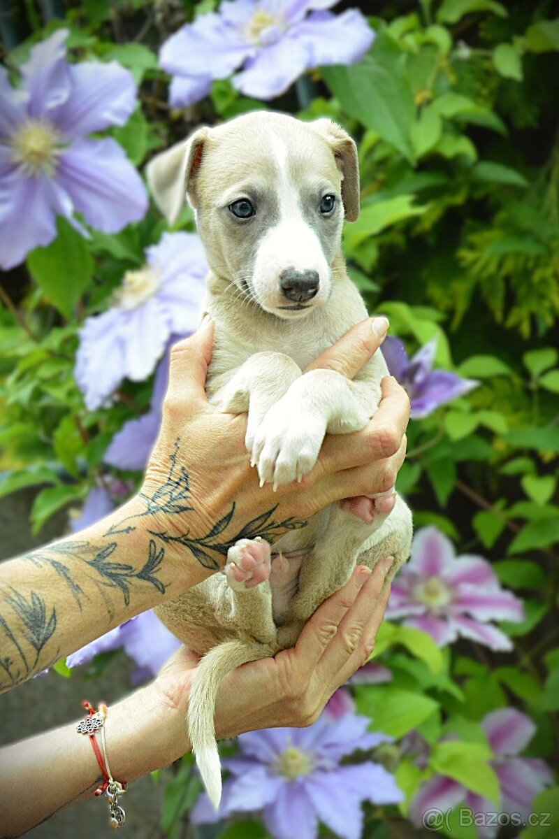 Whippet s PP - 10