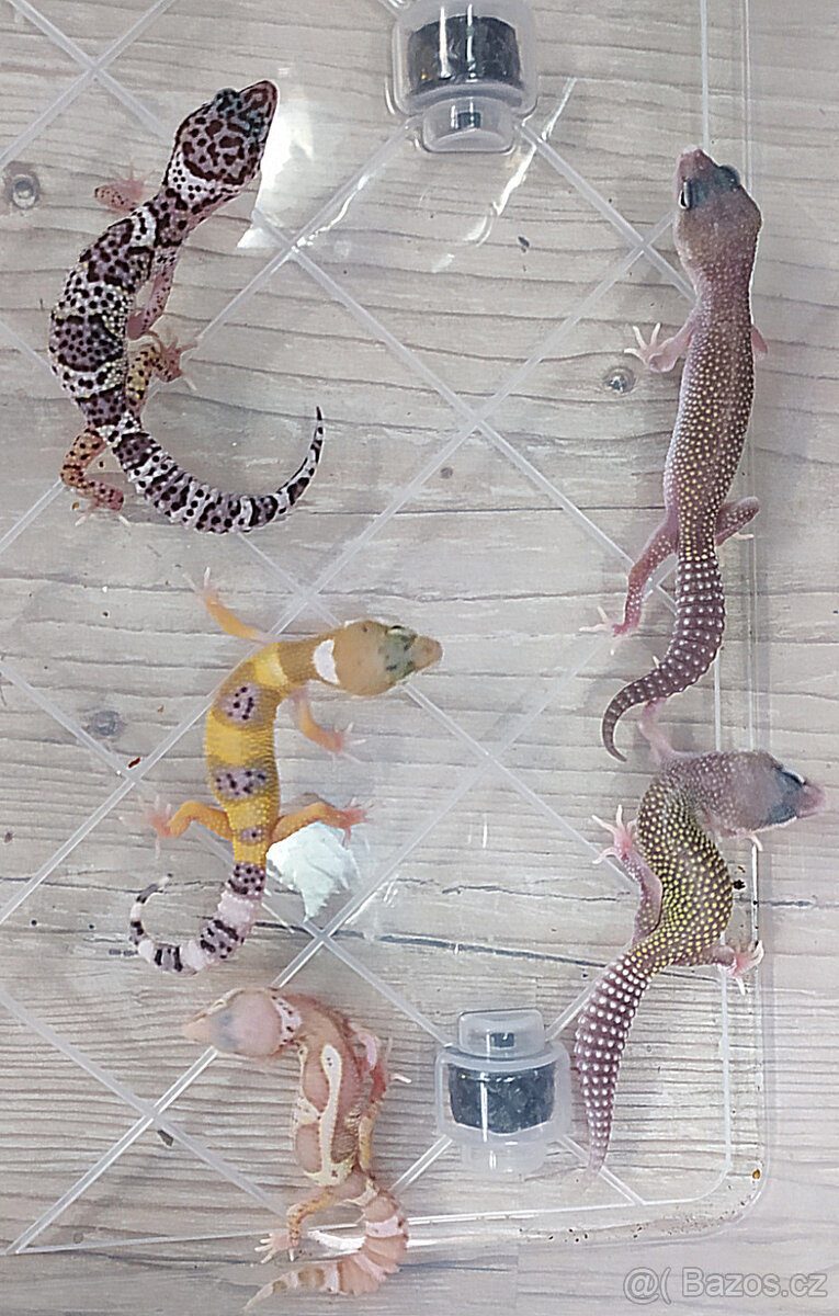 Gekončík noční - letošní mláďata - 10