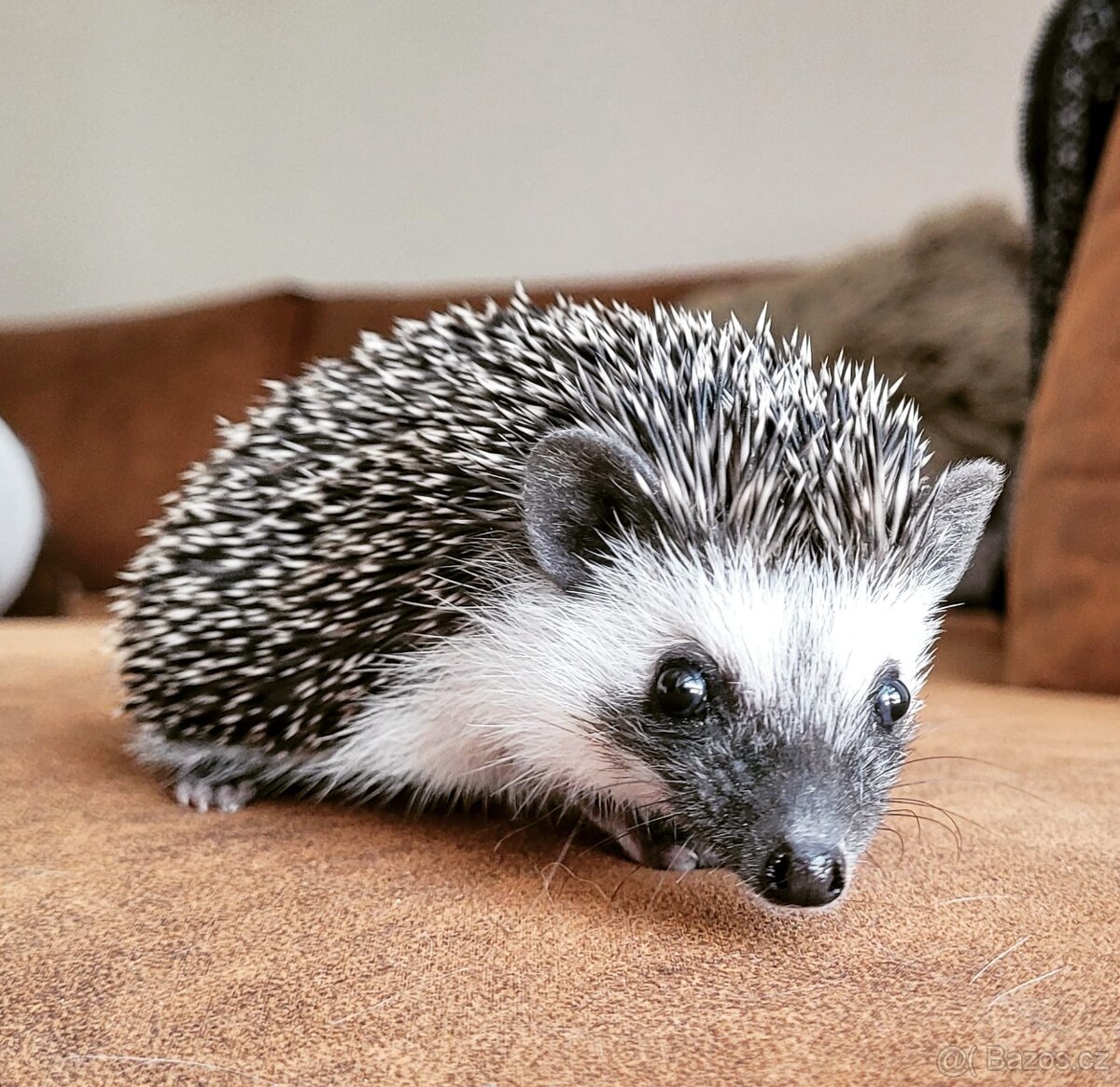 Ježek bělobřichý - 10