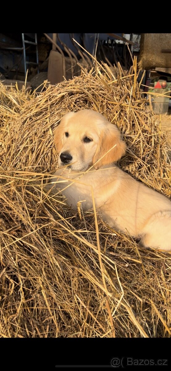 Štěňata Zlatý retrívr - 10