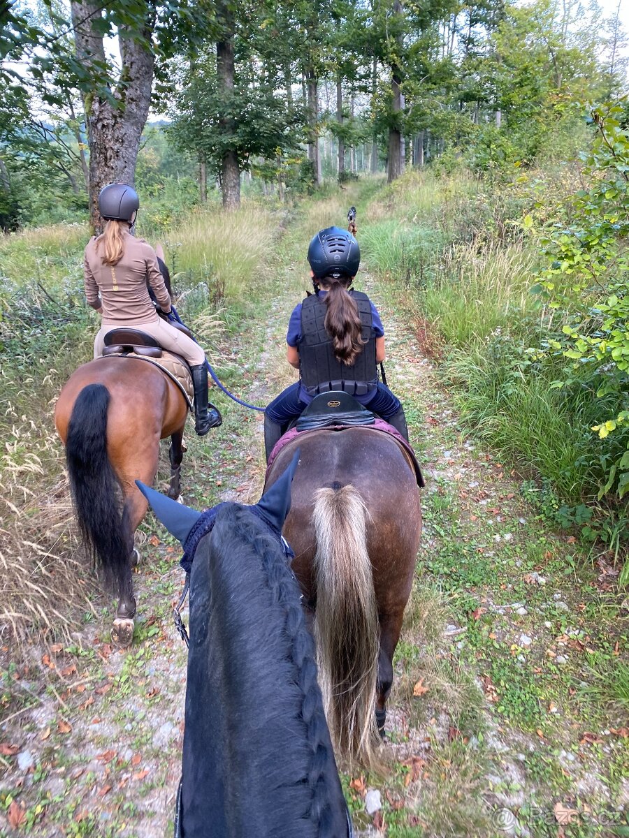 FEI Drezurní pony valach - 10