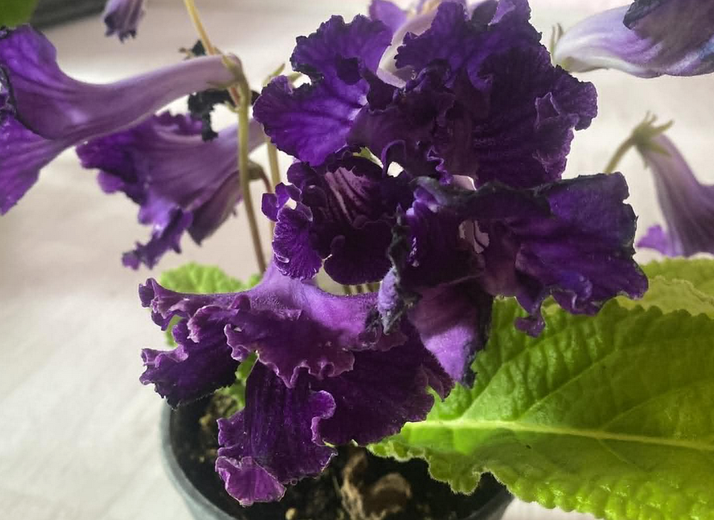 Streptocarpus - tořivka - 10