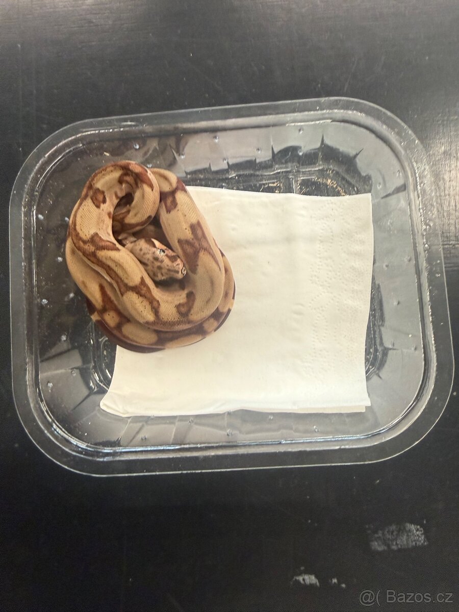 Hroznýš královský-mláďata - 10