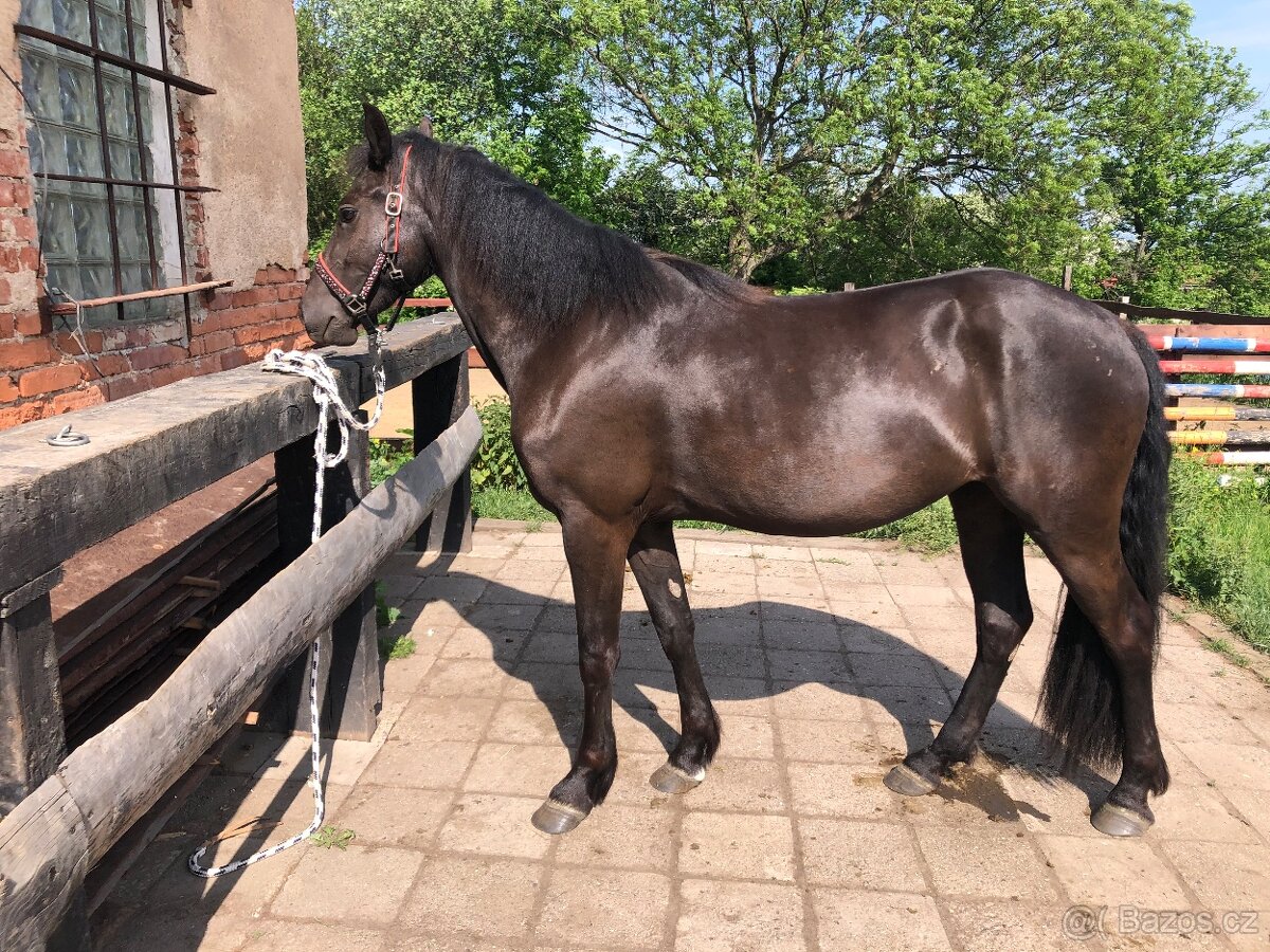 Klisna Welsh Cob D - 10