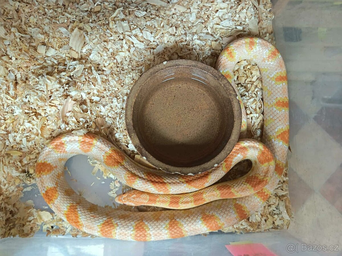 Užovka červená Dospělci Ověření - 10