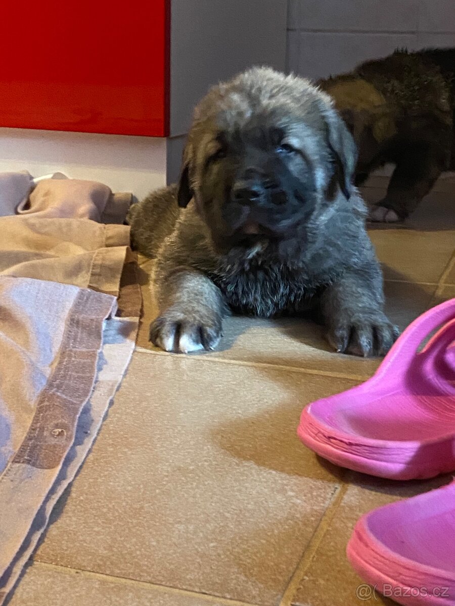 Španělský mastin- nabízíme štěňátka k odběru po 20.lednu - 10