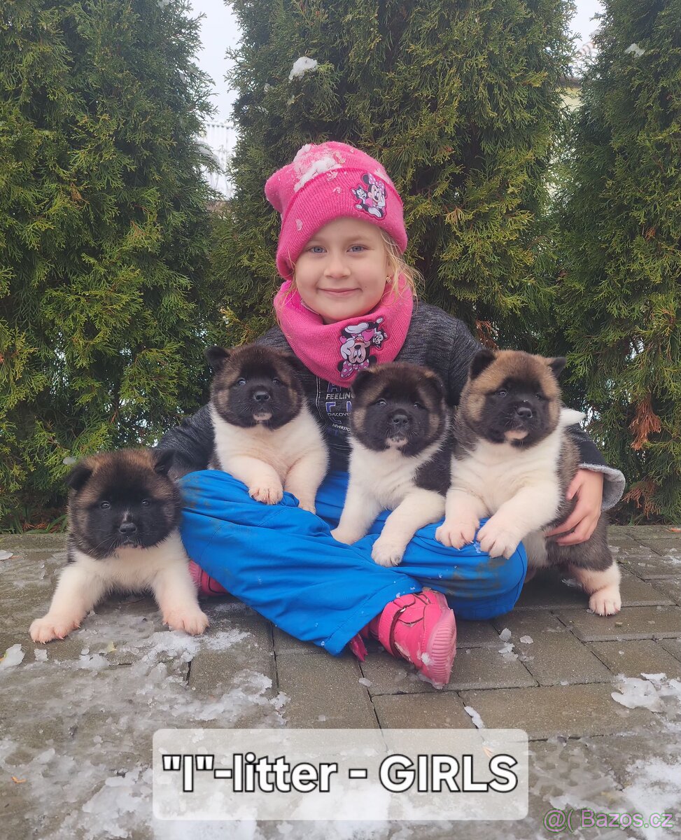 Americká akita s PP - 10